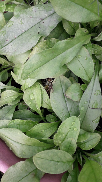 Plant identification.