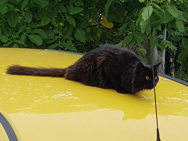 Thug cat part 4.  After all, it's not my Axminster.