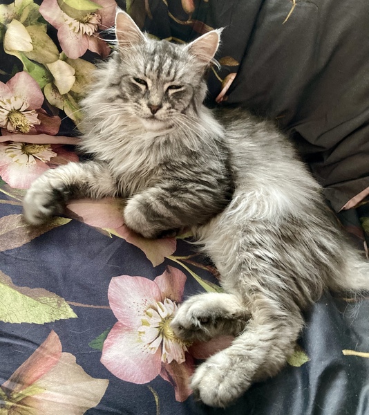 What's your DCat up to today? (Thread 8)