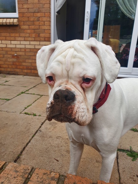 Why do you have the breed of dog that you have?