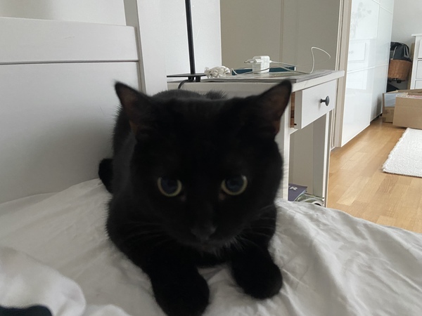 What's your DCat up to today? (Thread 8)