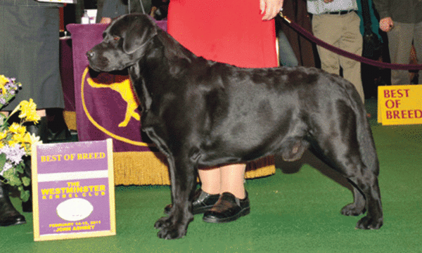Dog obesity is animal abuse