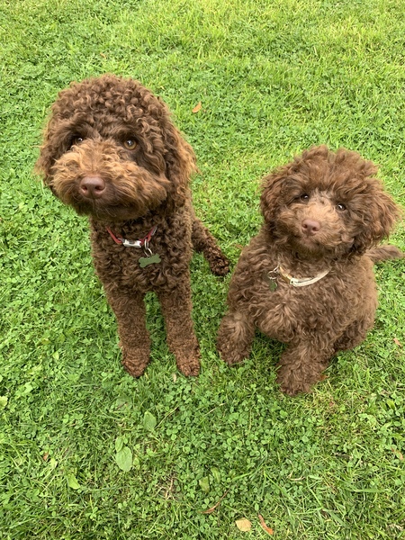 Puppy Survival Thread August part 2