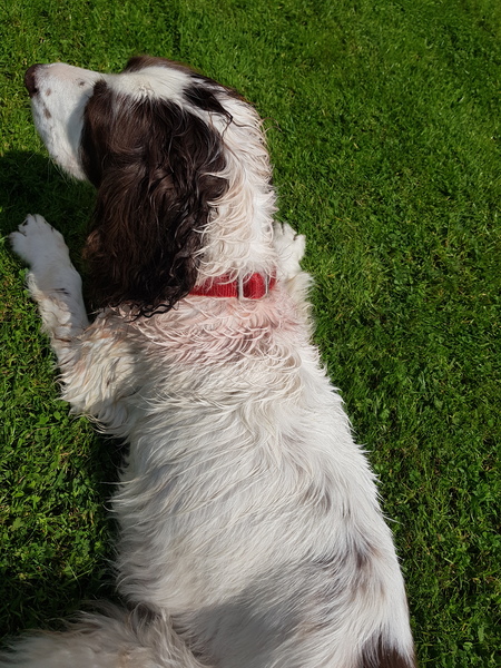 Dog has rolled in fox poo... 🤮