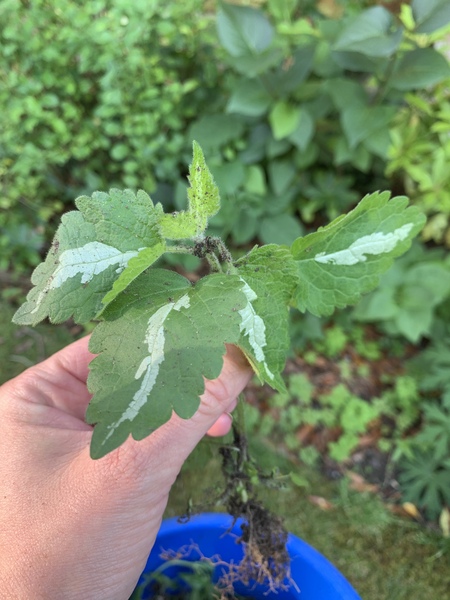 Is this bird shit on these leaves or is it part of the plant?
