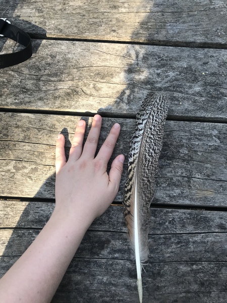 Help me ID this feather for DS