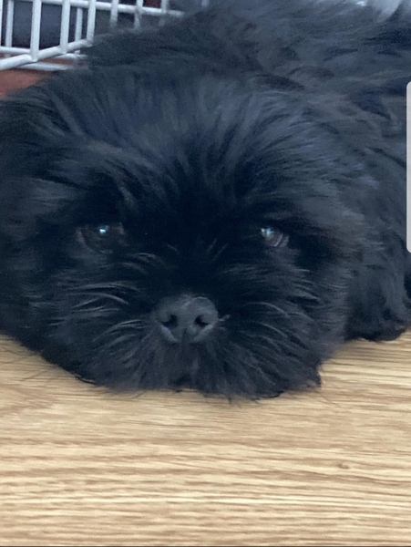 Puppy Survival Thread - August