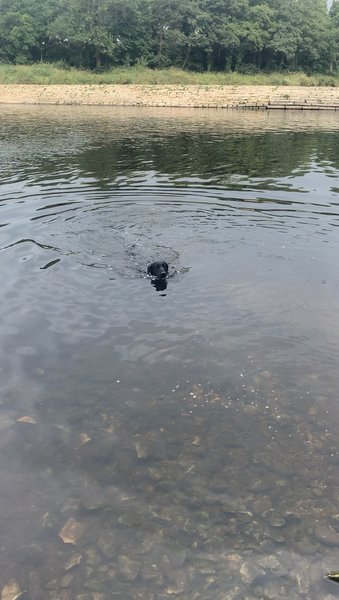 Puppy Survival Thread August part 2