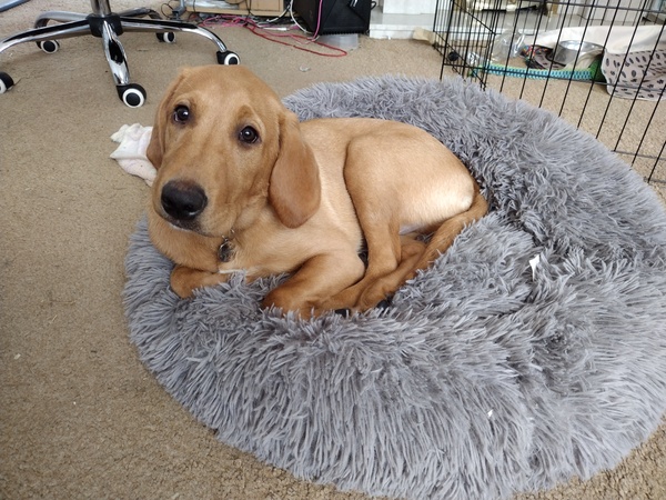 Puppy Survival Thread August part 2