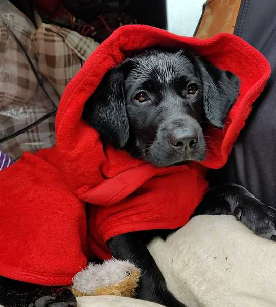 Puppy Survival Thread August part 2