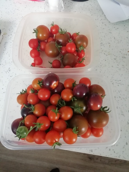 No sign of tomatoes ripening