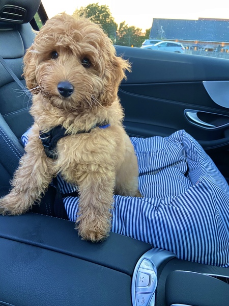 Puppy Survival Thread - August