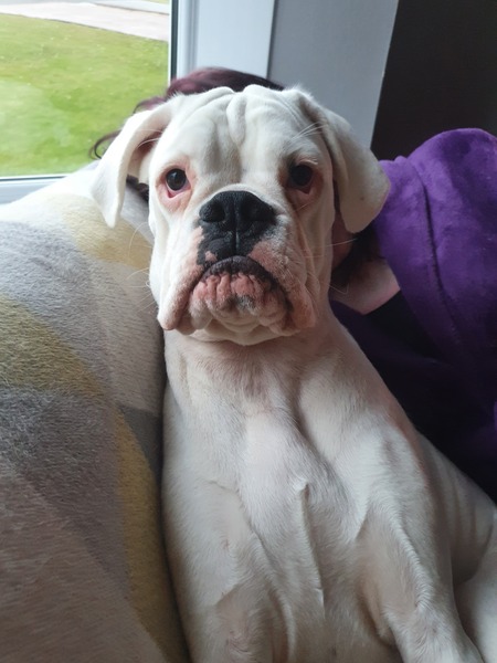 Poorly pup
