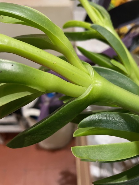 Succulent identification please?