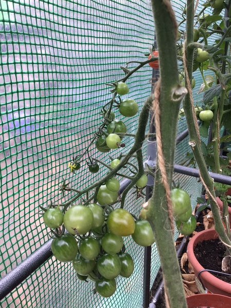 No sign of tomatoes ripening