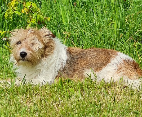 Why do you have the breed of dog that you have?