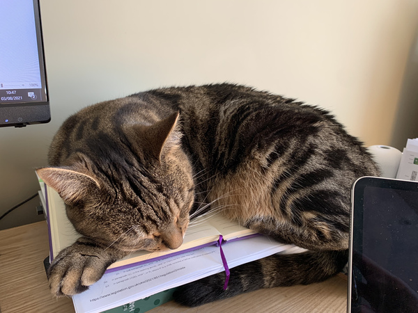 Please post cute pictures and tell me about your cats.
