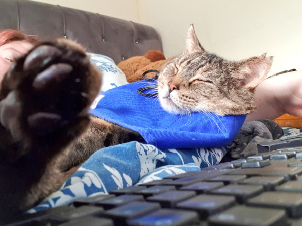 What's your DCat up to today? (Thread 8)