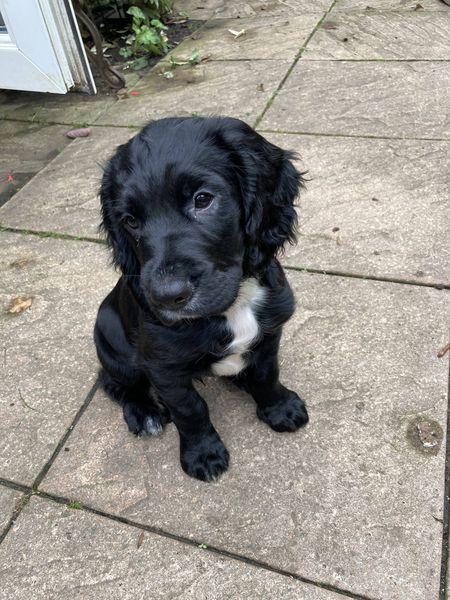 Puppy Survival Thread - August
