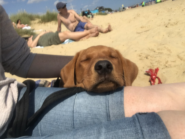 Puppy Survival Thread - August