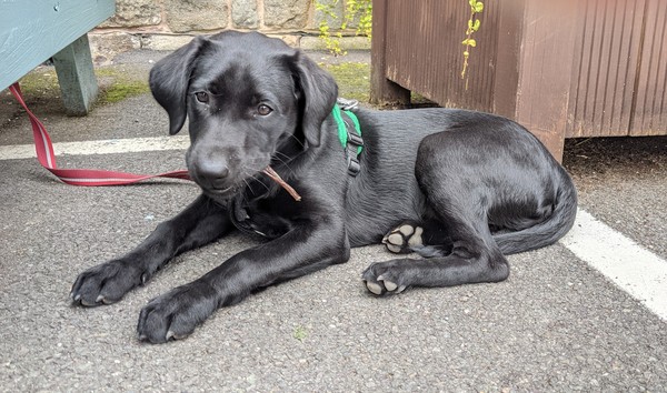 Puppy Survival Thread August part 2