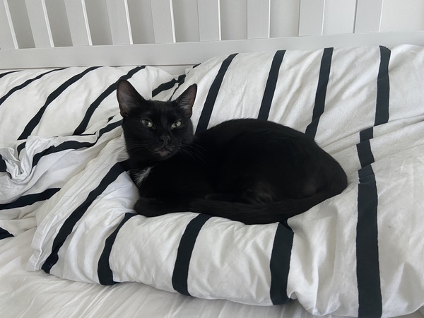 No cats in bedrooms
