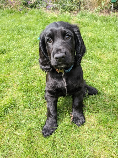 Puppy Survival Thread August part 2