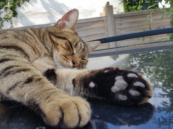 Thug cat part 4.  After all, it's not my Axminster.