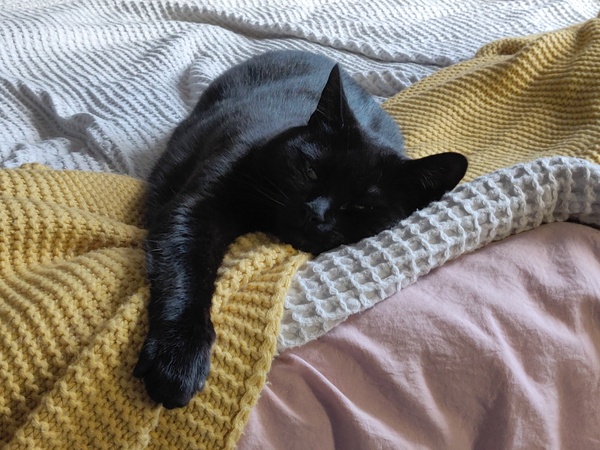 No cats in bedrooms