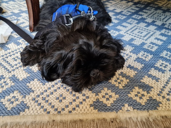 Puppy Survival Thread August part 2
