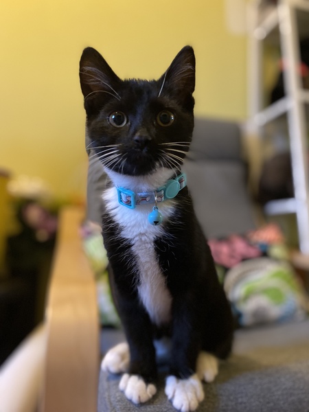 What's your DCat up to today? (Thread 8)
