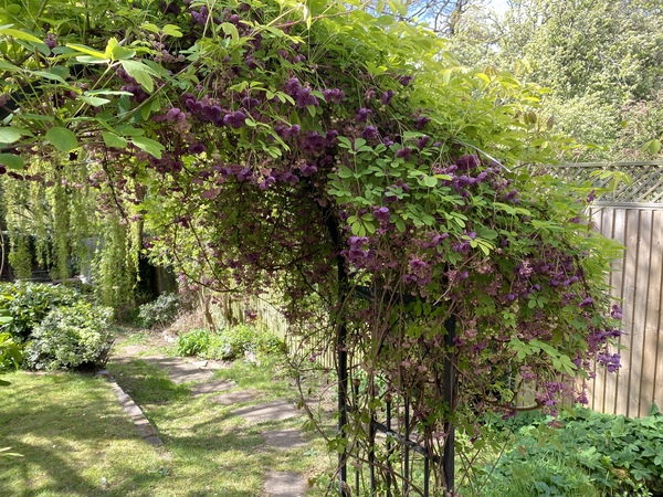 Suggestions for climbers for pergola
