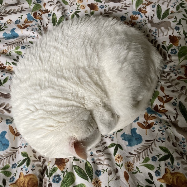No cats in bedrooms