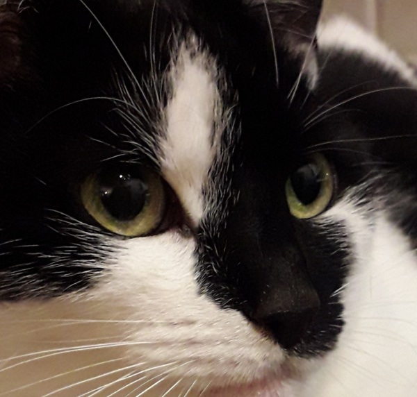 Do anyone else's cats actually do what they are told? ,
