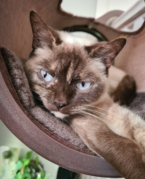 Tell me the colour of your cats eyes
