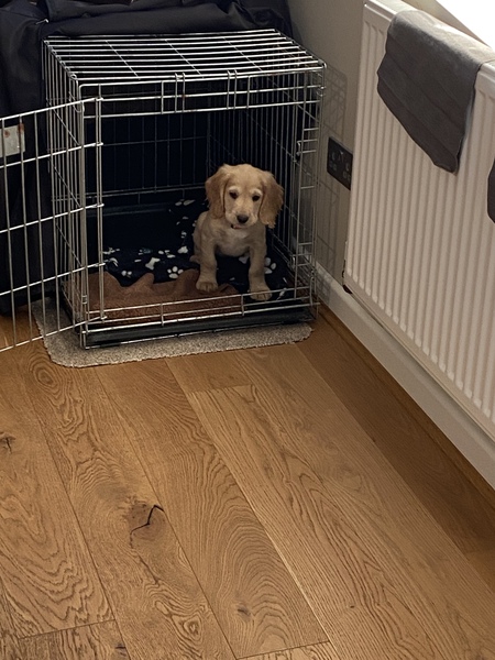 Puppy Survival Thread - August