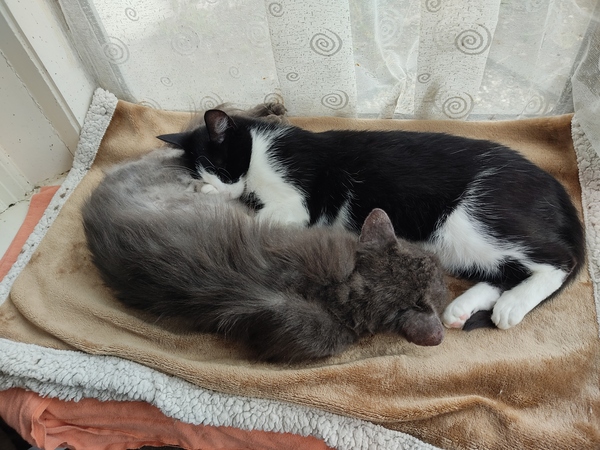 We’d like to get a cat - what do we need to know?