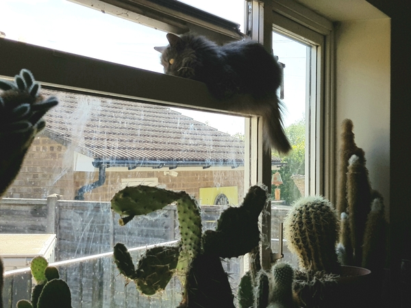 Cats in precarious positions