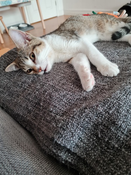 Kitten Arrived Riddled With Fleas