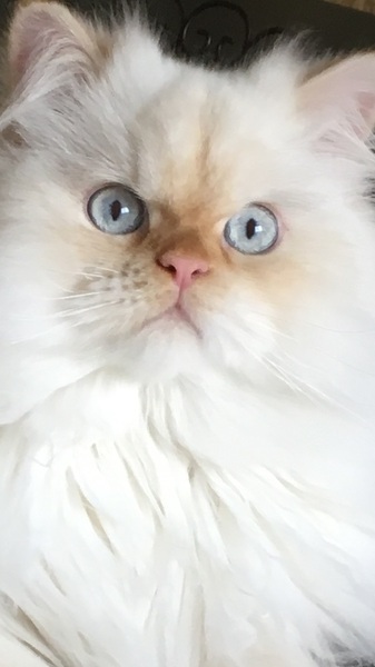 Tell me the colour of your cats eyes