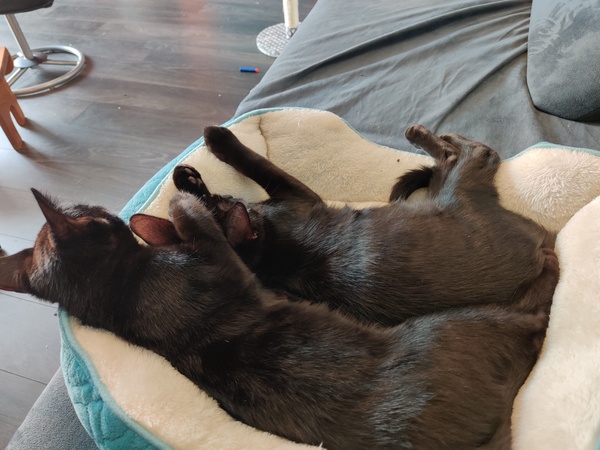 Cute things your cat does
