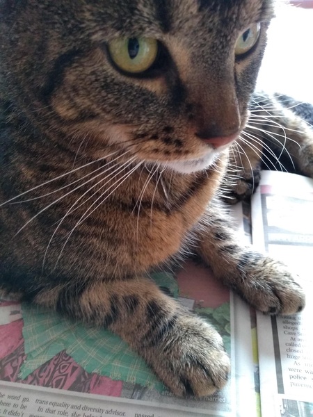 Tell me the colour of your cats eyes