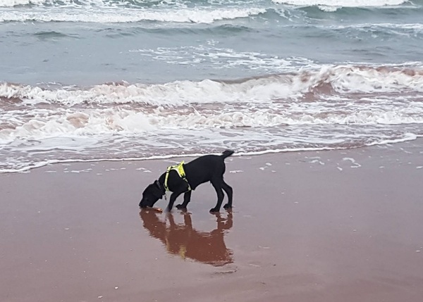 Puppy Survival Thread August part 2