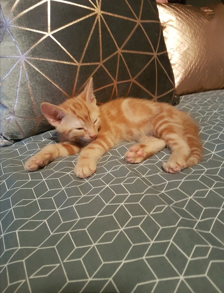 No cats in bedrooms