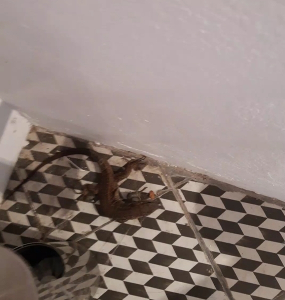 There's a lizard under my fridge