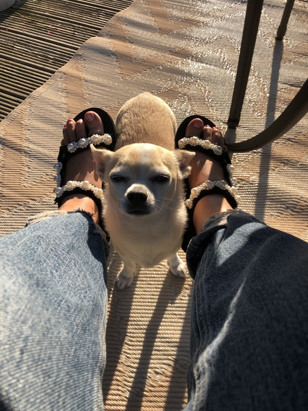 If you have a chihuahua...