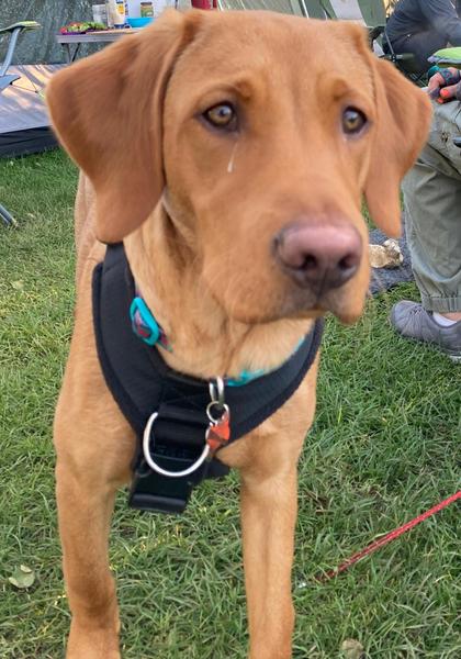 Puppy Survival Thread August part 2