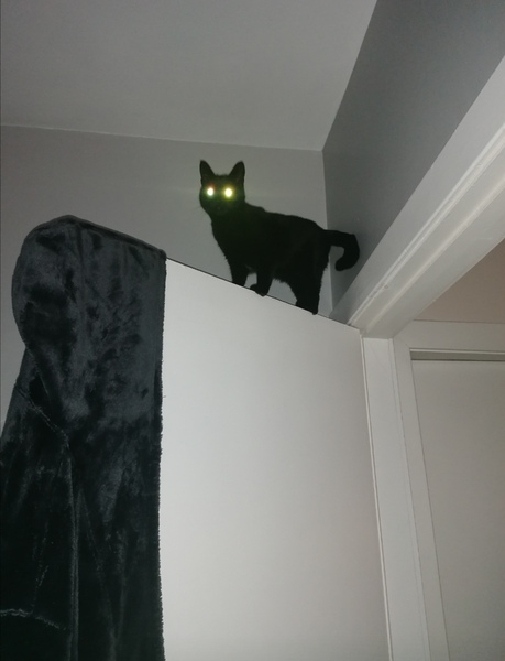 Cats in precarious positions