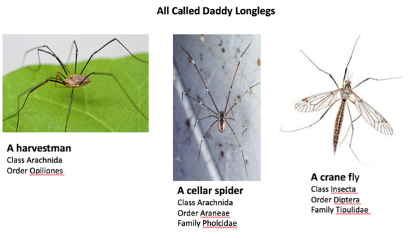 Daddy long legs are not daddy long legs.  Has my whole life been a lie?