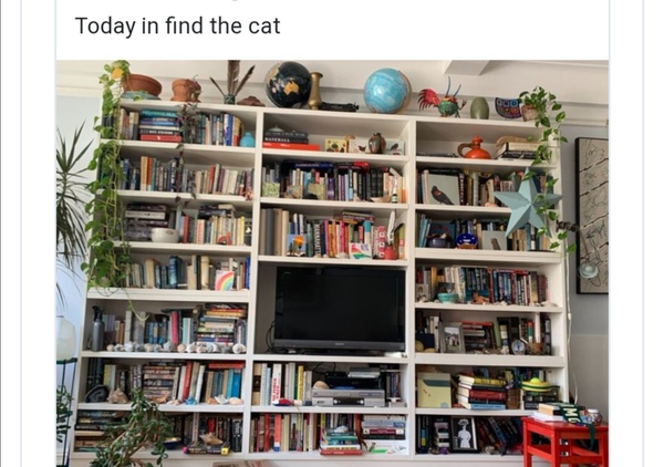 To think my cat is faulty?